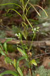 Green rockcress